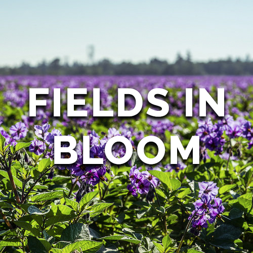Link to Fields in Bloom