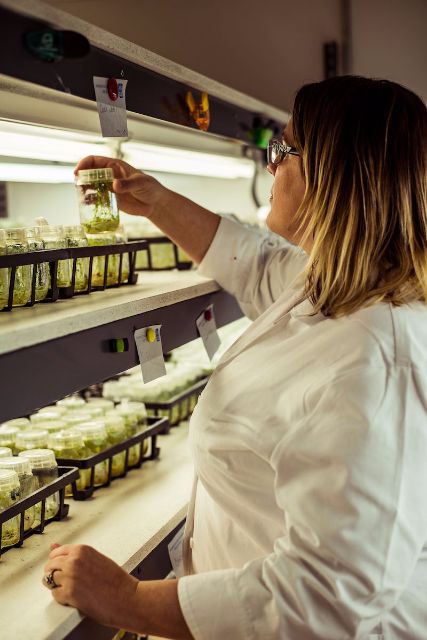 Woman lookming plant tissue culture growing in a bottle