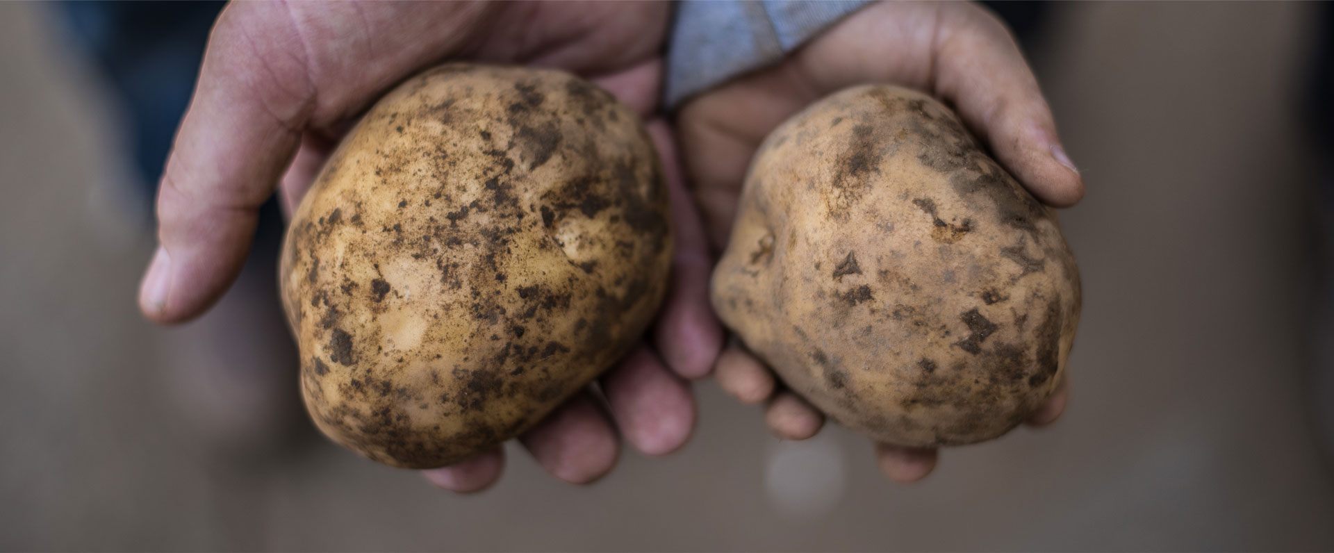 portrait of Fresh potatoes