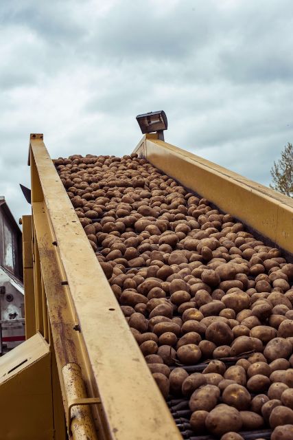 Portrait of qualifying potatoes