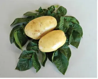 California White potatoes with green leaves with white background