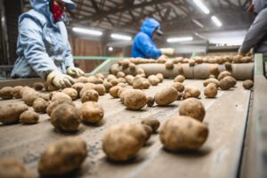 Potatoes On A Conveyor Belt Image