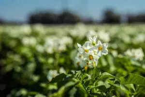 Potato Plant Flower Blooming On A Field