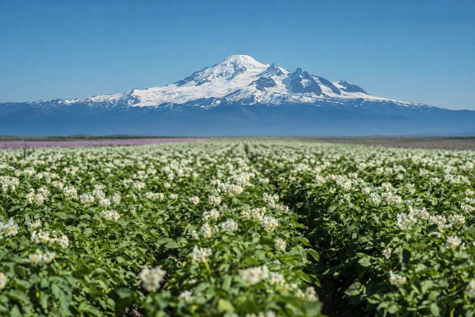 Potato field with snowy mountain backdrop.