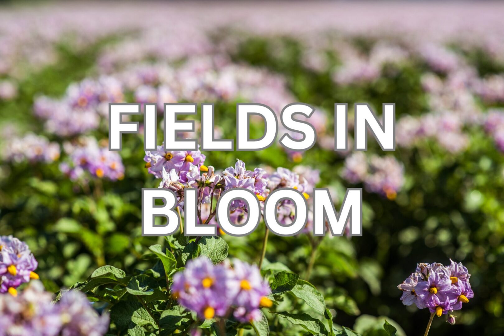Fields Cover Page
