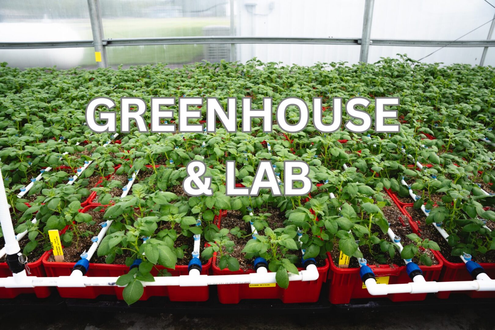 Greenhouse Cover Page