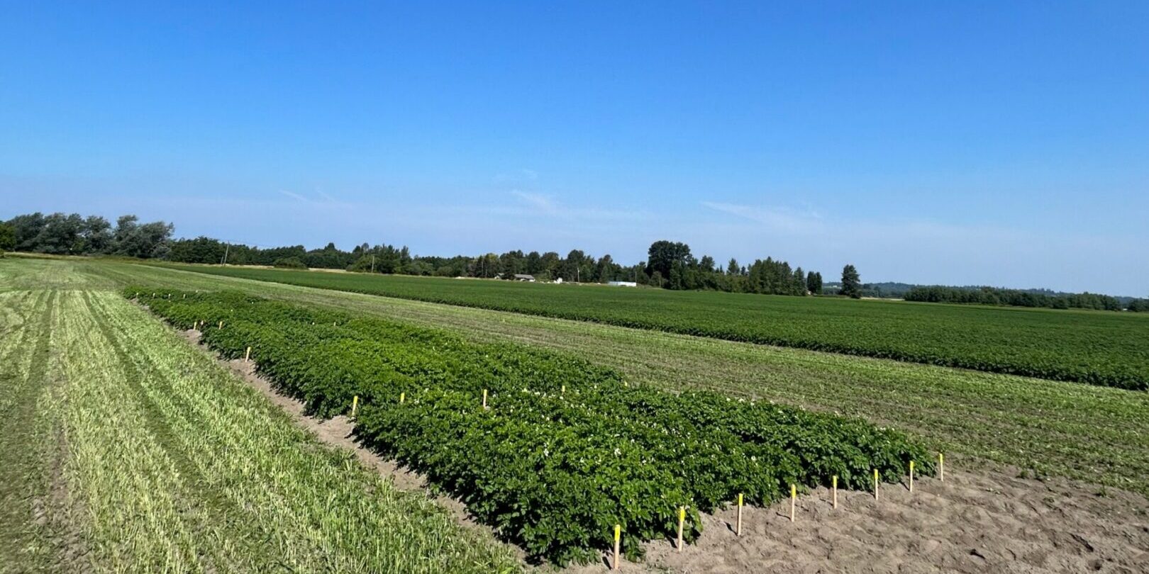 Filed Planting Trials