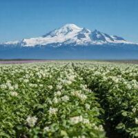 Potato field with snowy mountain backdrop.